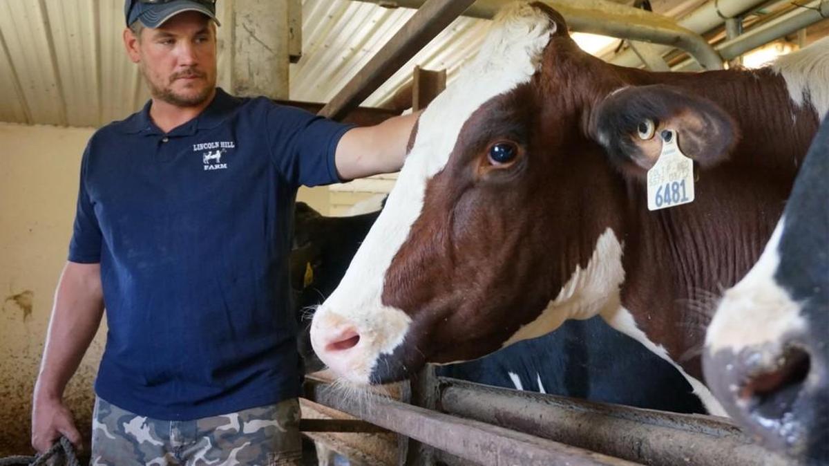 Adam Austin pats Delicacy, who is milked in this stall at Lincoln Hill Farm in Eagle Bridge, N.Y. Cheap, powerful genomic analysis technologies have revolutionized the way dairy cattle are bred.