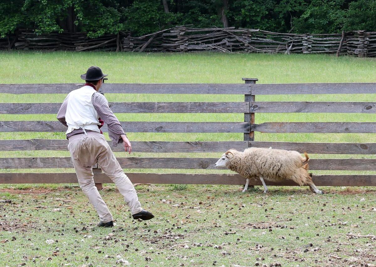 Will Shelton, an interpreter at Historic Brattonsville, chases a sheep Saturday.