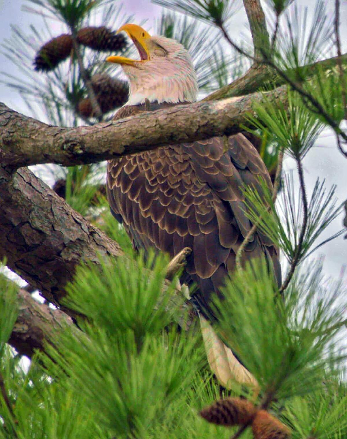 An eagle is perched on its nest in the Masons Bend neighborhood in Fort Mill.