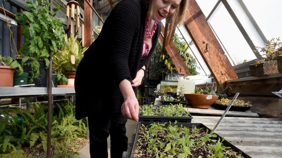 Kelli Maxwell, dean of student development at Community College of Allegheny County’s South Campus, checks out lettuce sprouting in the school’s greenhouse. The produce from the garden will supplement the school’s food bank for students.