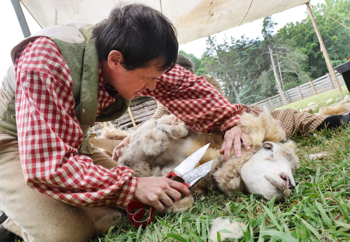Kevin Lynch, site director at Historic Brattonsville, shears a sheep Saturday at the Revolutionary-era plantation in McConnells, S.C.