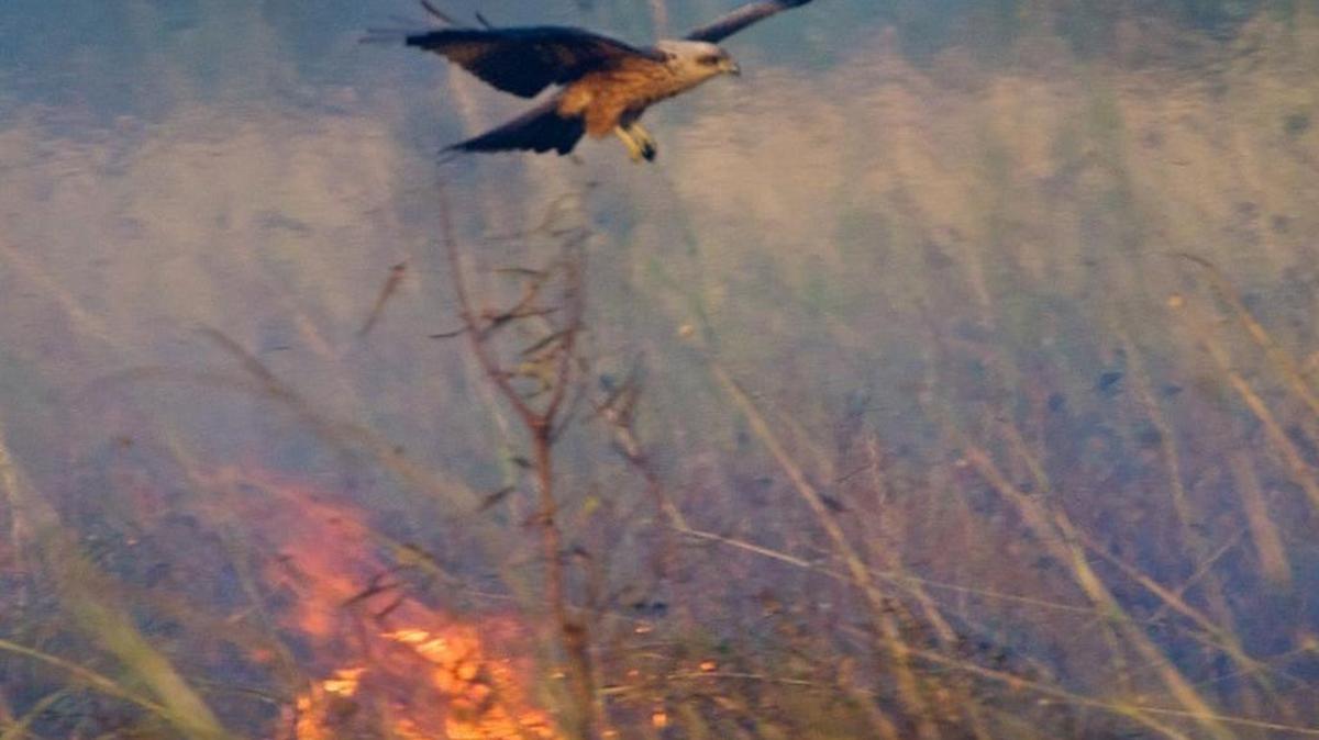 A black kite flies near a wildfire in Northern Australia. Researchers think the birds are strategically moving burning brush on the savanna to lure out their dinner.