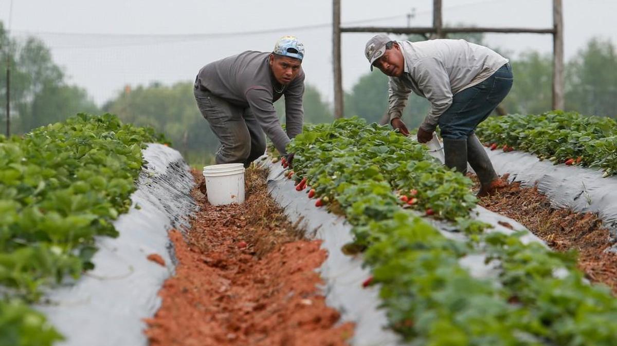 In this April 2015 file photo, strawberries were ready for picking at the Springs Farm in Fort Mill.