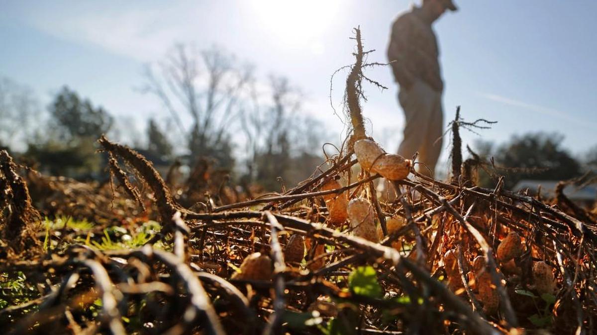 Dean Hutto walks through a lost crop of peanuts as he discusses the incredible impact the flood has had on farmers throughout the state. "I don't know that anybody in South Carolina has, and especially not South Carolina agriculture, seen devastation like this." he said.