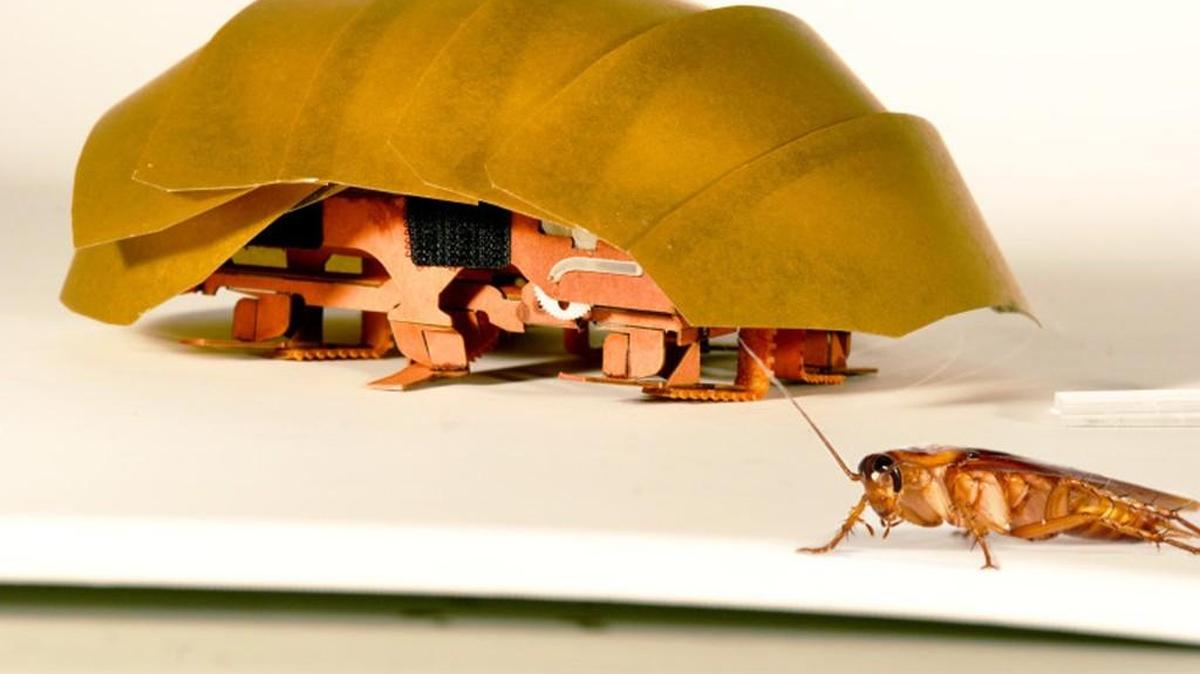 Photo provided by PolyPEDAL Lab UC Berkeley, shows the compressible robot, CRAM with a real cockroach. When buildings collapse in future disasters, the hero helping rescue trapped people may be a cheap robotic roach.