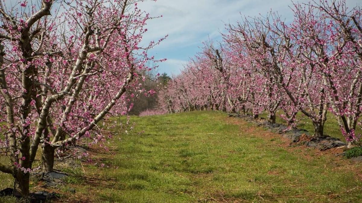 Peach buds are just starting to appear in York County. Last year these trees in Fort Mill were in full bloom by early February.