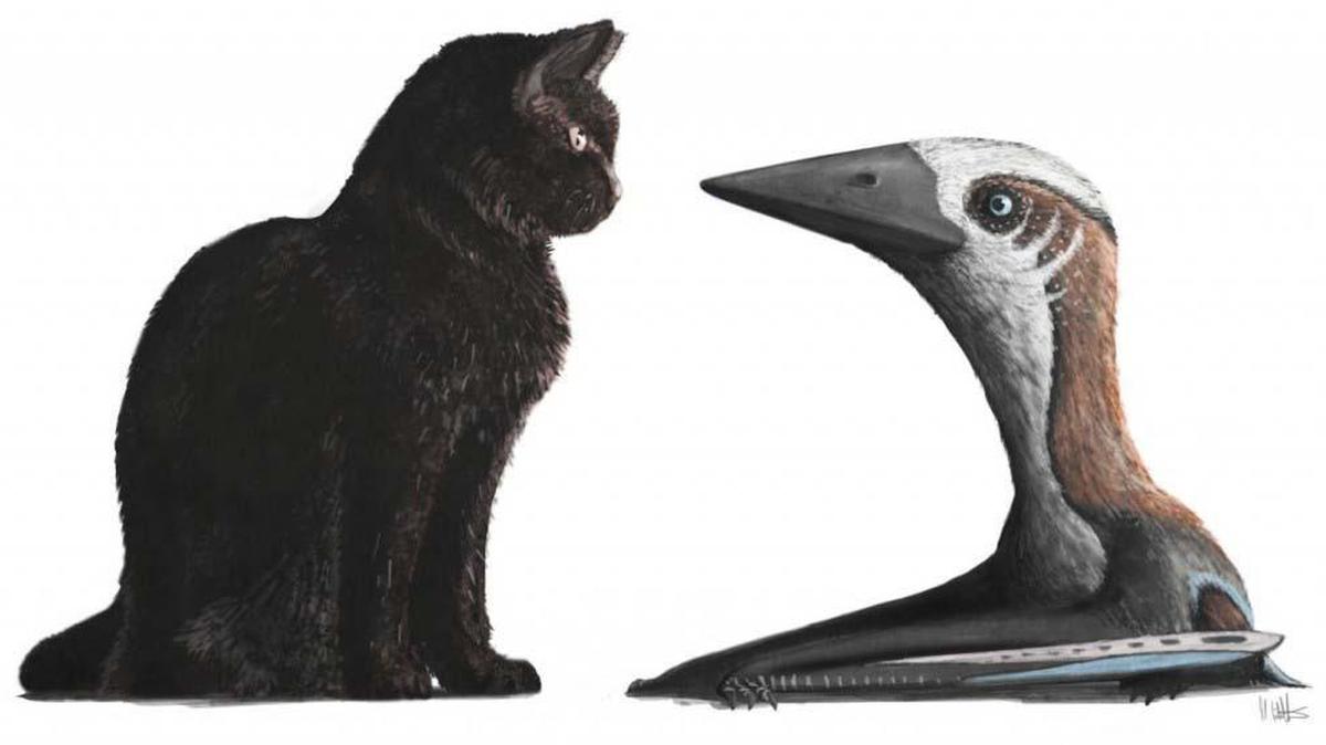 A new fossil shows a pterosaur with a wingspan of less than five feet across. With its wings folded up against its tiny body, the creature would have been no larger than a modern domestic cat, standing just a foot tall.