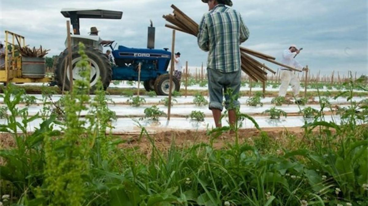 Latino farm workers at a farm in Steele, Ala., make $8 an hour. A proposal from President Obama could allow some families with undocumented immigrants to increase their incomes by 10 percent on average.