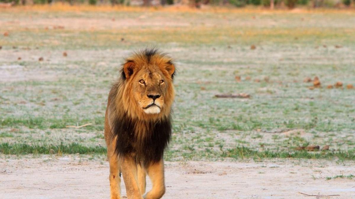 Cecil the Lion ruled the plains of Hwange National Park in Zimbabwe for years. Then his killing by an American dentist dominated the Internet.