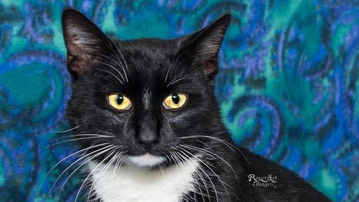 
Glenn is a handsome neutered tuxedo, who is about 3 years old. Glenn isn’t thrilled about being held but loves to keep you company. Feline adoption fee is $75 which includes spay/neuter, shots to date and any medical that was needed upon intake. See Glenn at the Humane Society of York County. Adoption hours are 1-7 p.m. Tuesday and Friday, 1-4 p.m. Wednesday, Thursday, Saturday and Sunday. For information, email contact@humanesocietyofyorkcounty.org, call 803-802-0902, or go to www.humanesocietyofyorkcounty.org
