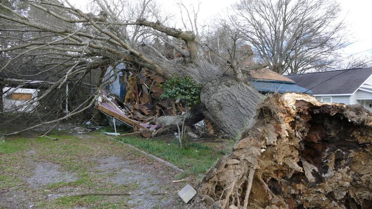 Wednesday’s high winds uprooted a massive tree on Chestnut Street in Rock Hill, which fell onto a home and displaced several people. No injuries were reported.