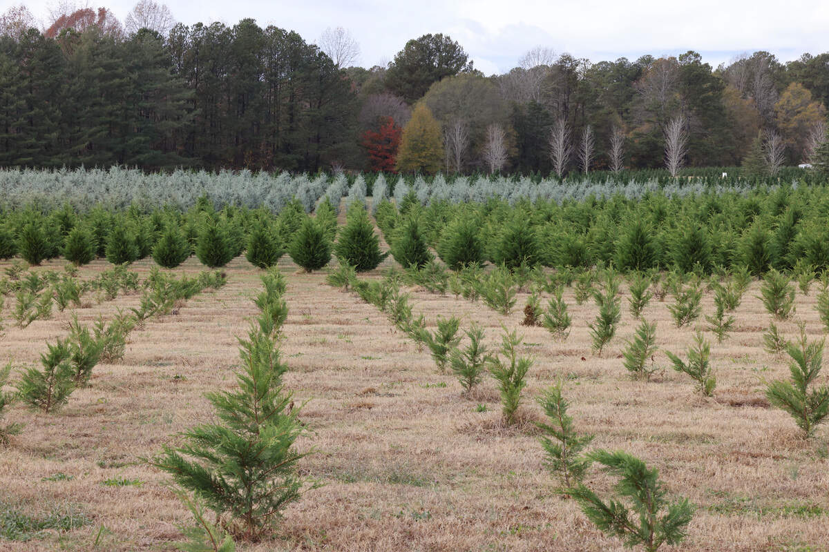 Rows of Christmas trees grow at Penland Christmas Tree Farm near Clover. The farm has been in business for more than 50 years