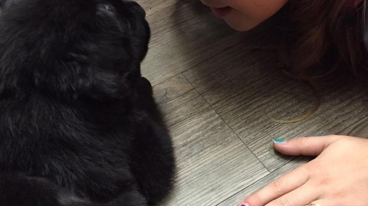 Kailey, 10, gets aquainted with Brody, the 6-week-old puppy that was shot 18 times with a BB gun, allegedly by two teenagers. Kailey and her family were selected as Brody’s new owners late Tuesday.