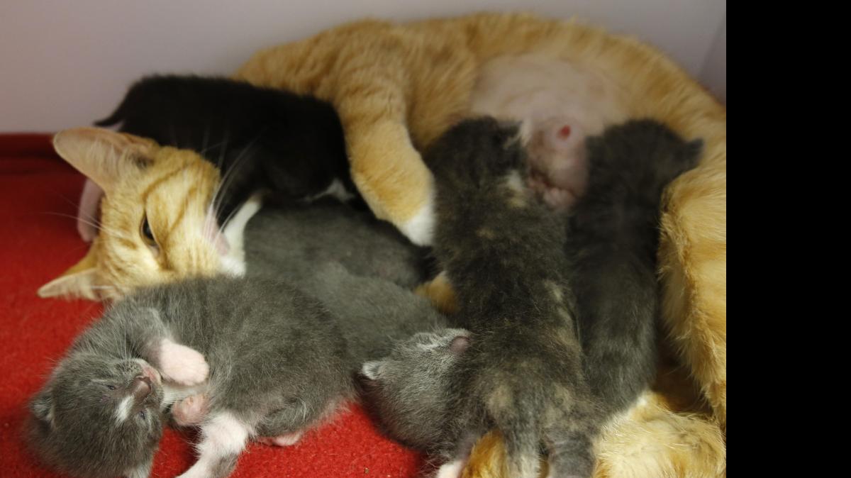 
Over the weekend, a client of Indian Land Animal Hospital found six tiny baby kittens, about 8 days old, tied up in a trash bag in a garbage can outside a Walmart. Coincidentally, the vet has a female cat that lost her kittens on Thursday, so they have put the kittens with her and she fell in love. All of them will need homes in about 7 weeks. Police are investigating. Sandy nurses the six kittens Monday.

