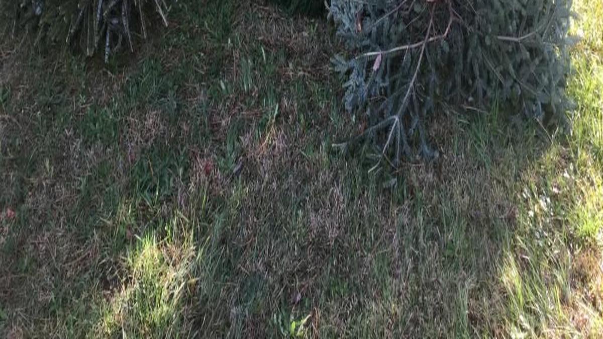 York County collection centers are accepting Christmas trees - except for Wednesdays, Sundays and Jan. 1.