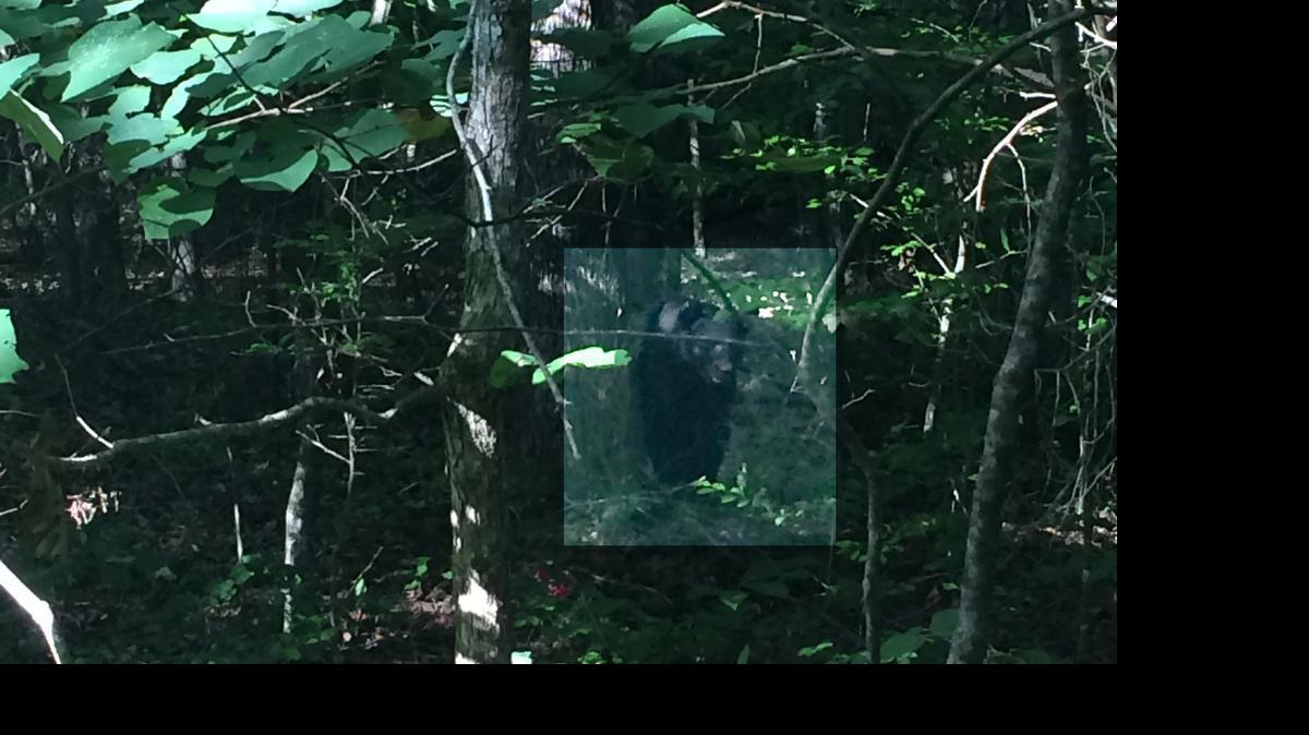 
Black bear caught on camera Thursday in by David Roberts. (Photo enhanced to highlight bear’s location. See next photo for original image.)
