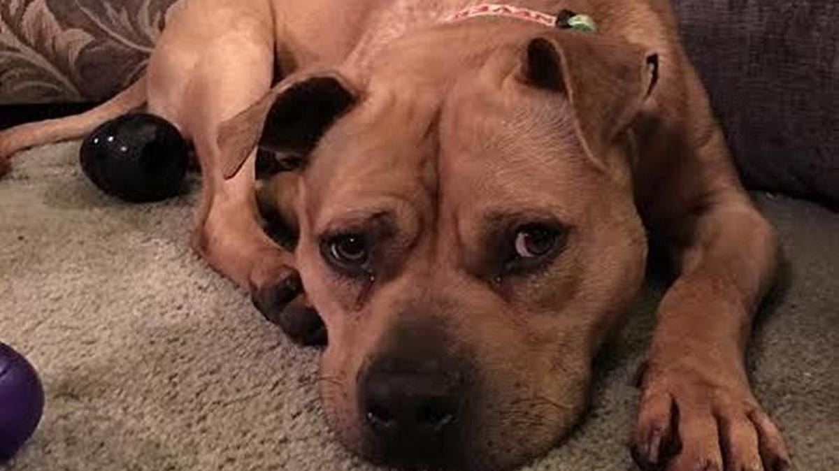 “Mr. Wiggles” was one of several dogs seized by animal control officers from a Sharon home in December. Officials say a recent case of animal abuse in Rock Hill highlights the importance of helping other abused and neglected animals.
