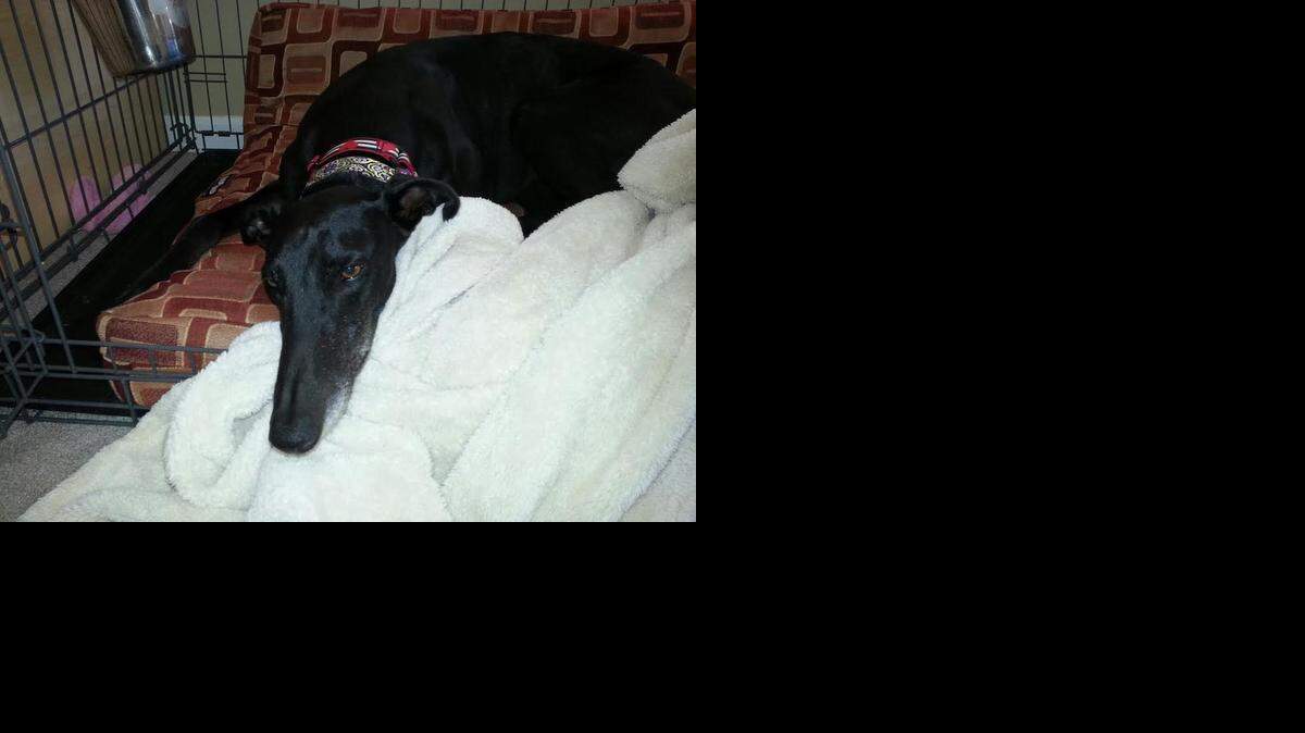 
Tater Tot, one of the greyhounds who disappeared from a trailer driving across South Carolina on Friday, after he was located and placed in the home of a rescue volunteer. The dog has been renamed “Lucky” after he was safely recovered.
