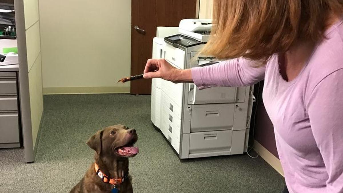 Marsha Neely, office administrator for Rock Hill Radiology Associates, plays with Eddie, a chocolate Labrador mix, who the staff watched over for his family.