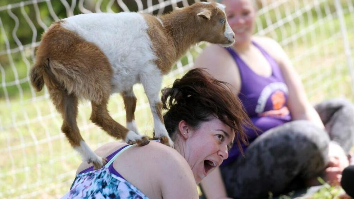 Yoga with goats and cats, under the stars or on a farm. Yoga goes beyond the studio.