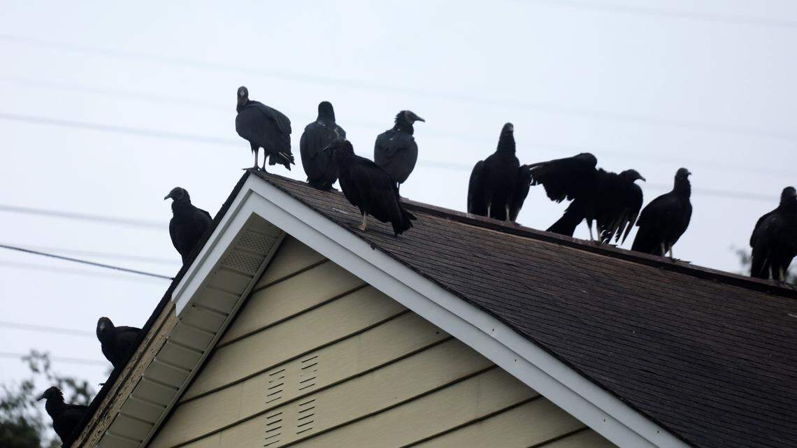 Vultures, also known as buzzards, pull off roofing shingles and vinyl siding as they sit atop homes, experts say.