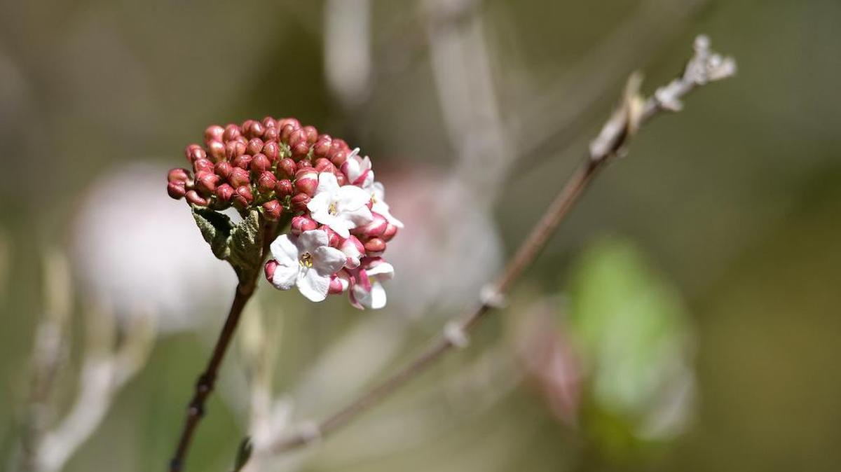 Korean Spice viburnum blooms survived the recent cold snap in UNC-Charlotte's Susie Harwood Garden.