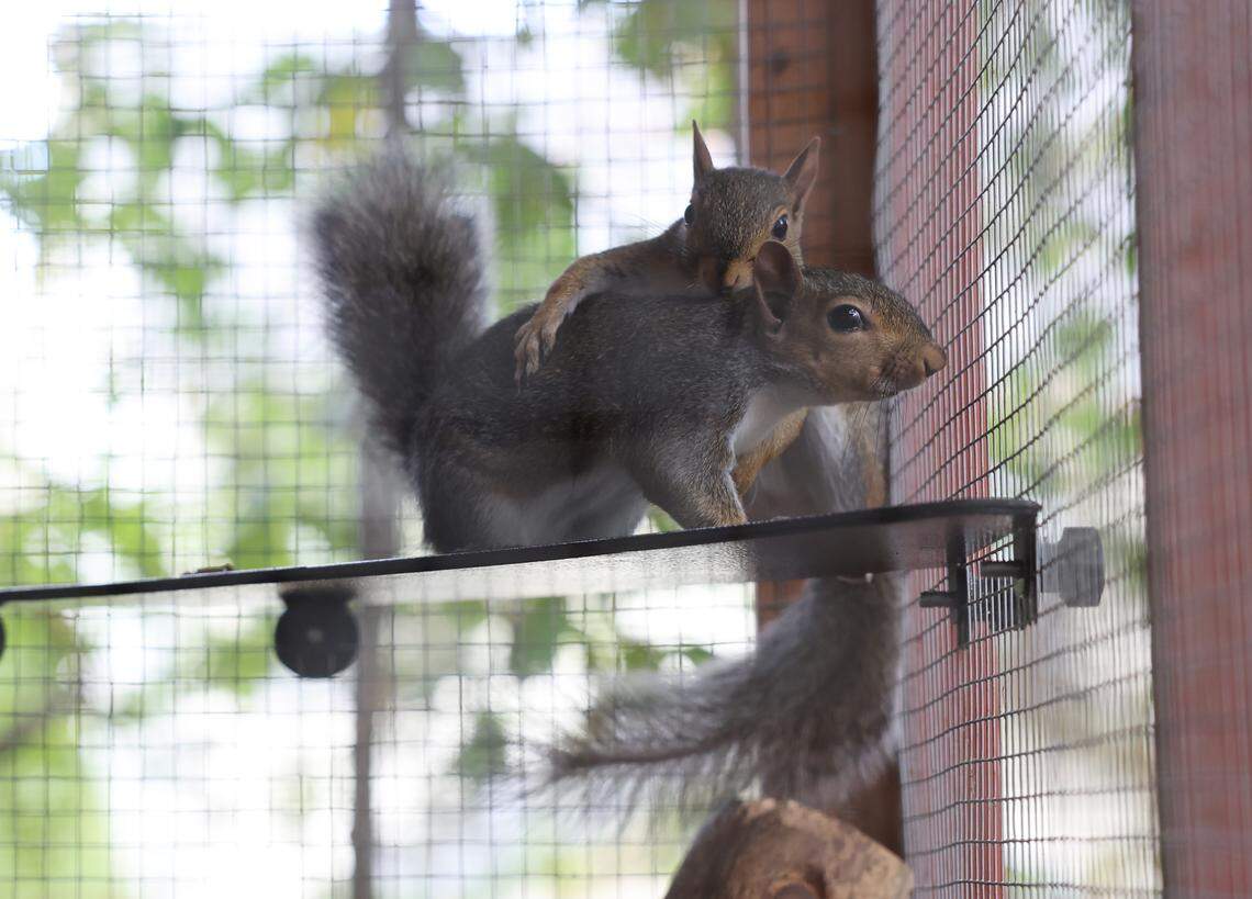 Two squirrels play in an enclosure at the Nutty By Nature Squirrel Rescue.