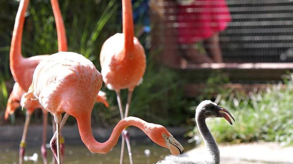 Director Satch Krantz said the zoo has found no signs that elephants or flamingos have gotten sick, but the zoo has informed employees about the water quality concerns.