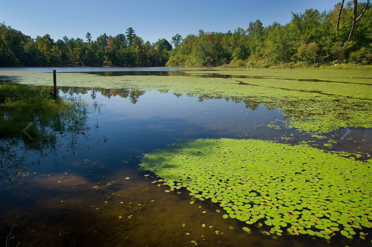 This York County photo shows a pond at Catawba Bend Preserve, the park that will wrap up first phase construction soon.