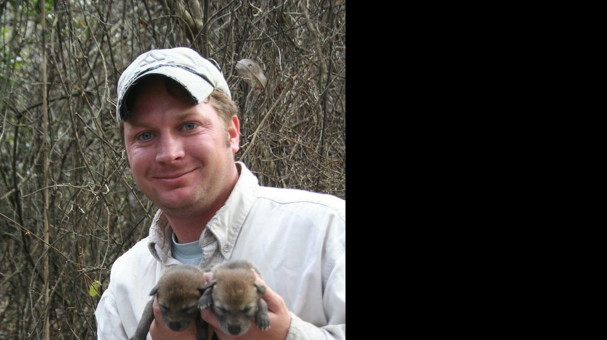 
Joey Hinton, a postdoctoral researcher at the Warnell School of Forestry and Natural Resources at the University of Georgia, will speak Saturday about the Endangered Red Wolf Recovery Effort in the Carolinas as part of “Wolves and Wild Lands,” a new exhibition at the Museum of York County, which opens opens Saturday with a family-friendly kickoff event.
