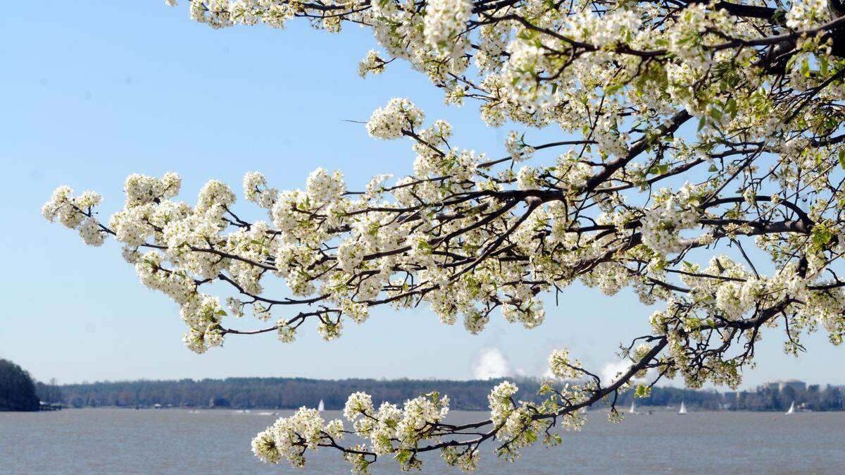 Branches of a tree in full blossom hover over Lake Wylie from the banks of Sout Pointe Park at River Hills in Lake Wylie on the first day of Spring.