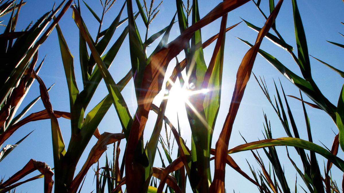 The Rock Hill region can expect hot weather and high humidity this week.