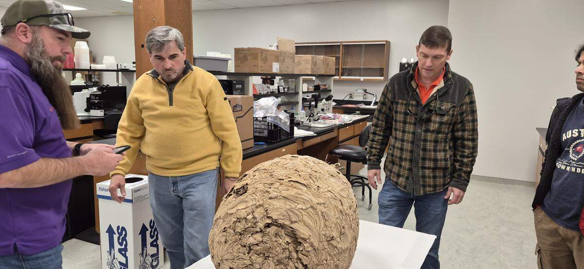 Invasive species experts with Clemson University removed a large nest of invasive hornets from York County, that could threaten honeybee populations.