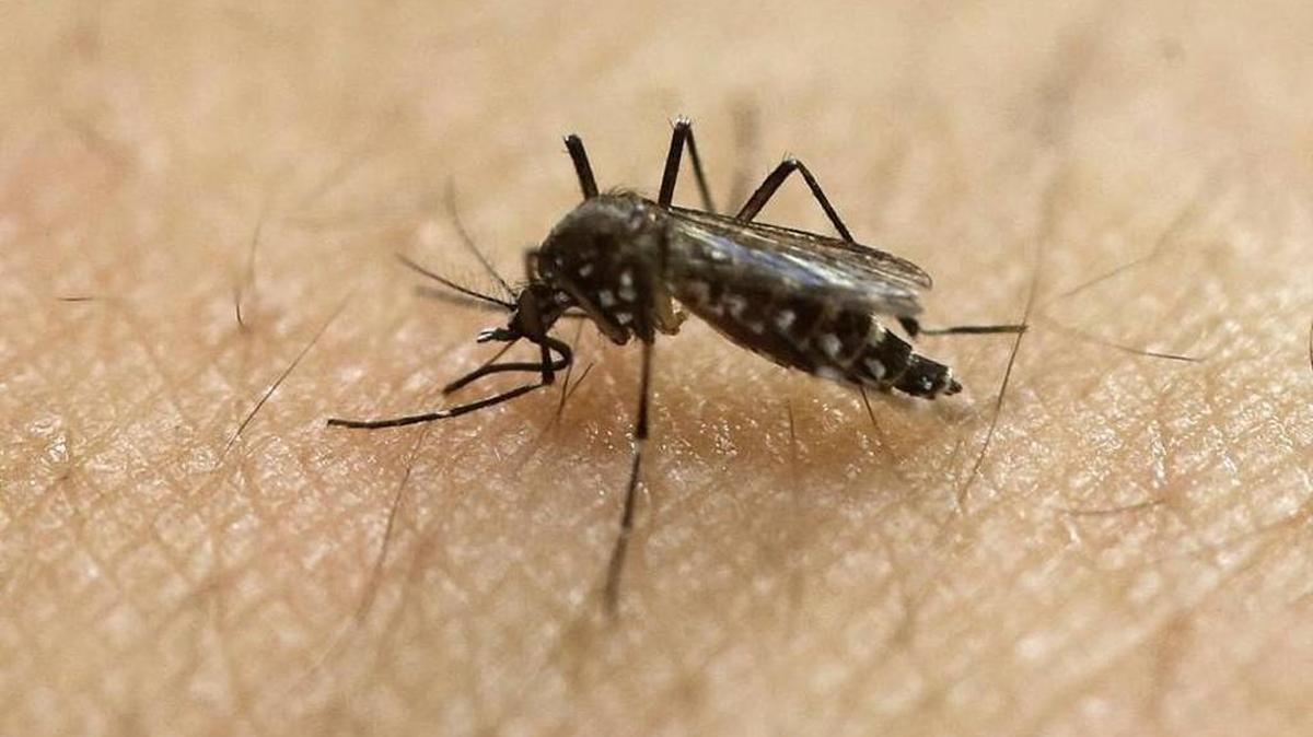 Preventing mosquito bites is the best way to avoid mosquito-borne illnesses, Merced County officials say.