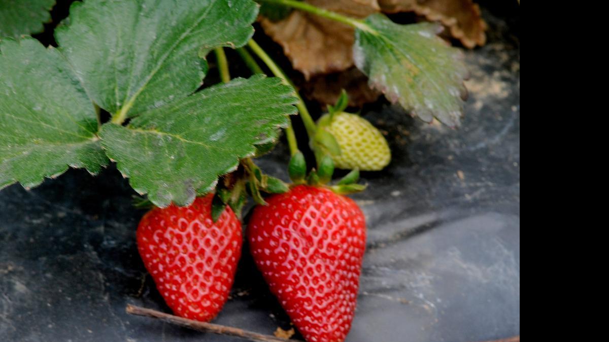 
Ripe berries are ready to be picked at Bush-n-Vine near York. The farm began its pick-your-own strawberry sales last week.
