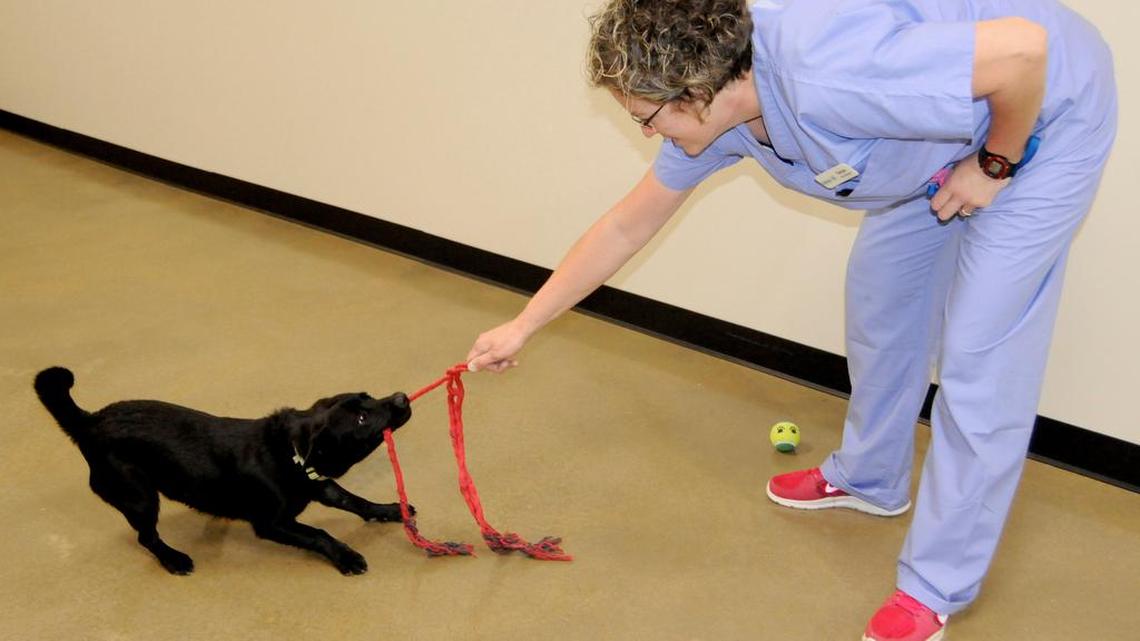 York vet expands boarding, grooming services with Meows and Growls