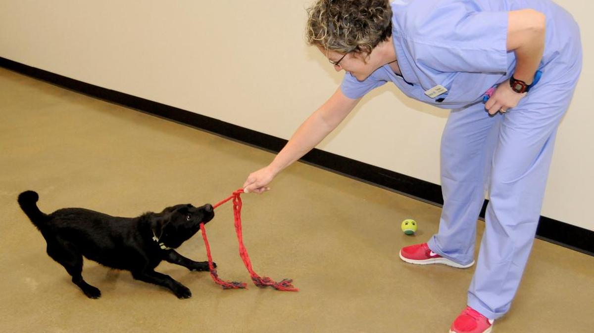 Tanya Dellinger entertains Fido in the pet play area at Meows and Grows.