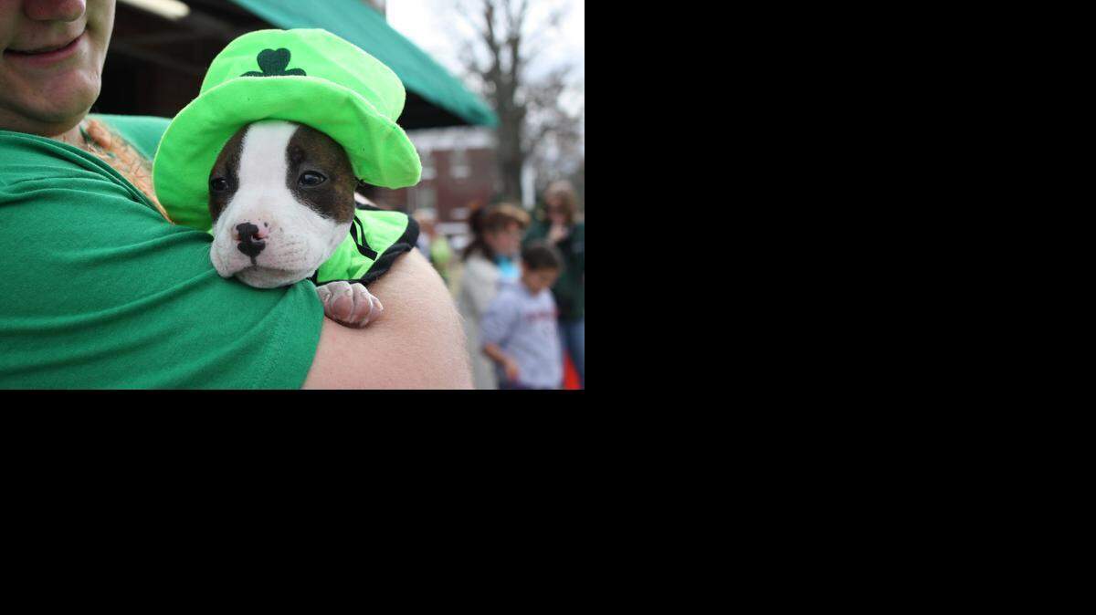 
A dog show is one of the highlights of Clover’s annual St. Patrick’s Day Festival set for March 14 this year.
