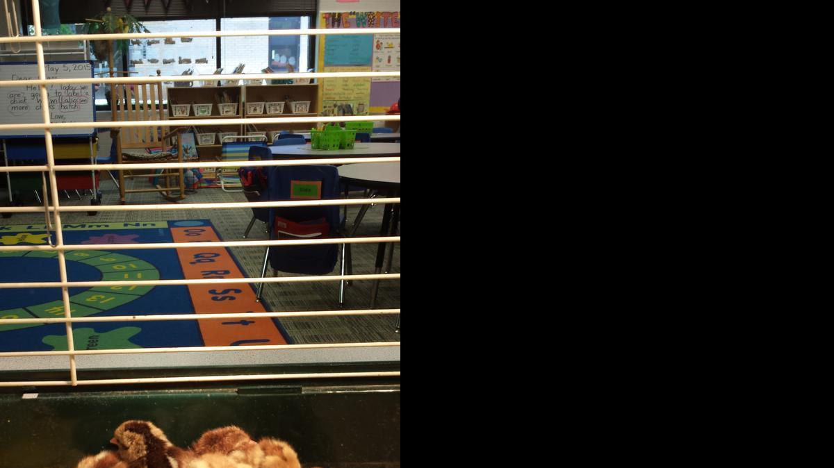 
Nineteen chicks hatched from the 30 eggs in Clair Britt’s kindergarten class at Harold C. Johnson Elementary School.
