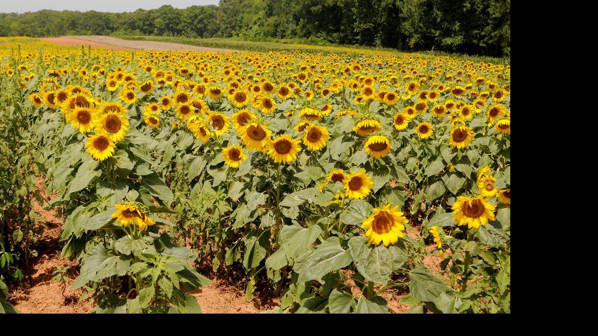
Sunflowers are in bloom at the Draper Wildlife Management Area off Brattonsville Road in Western York County.
