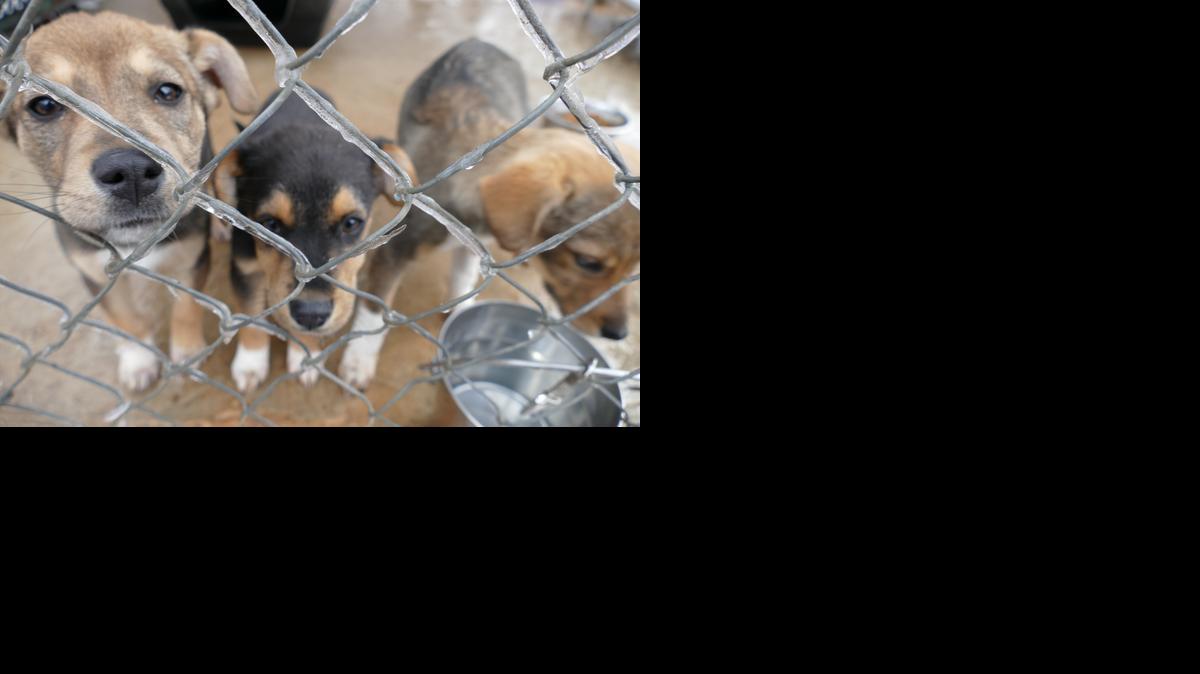 These puppies were among the dogs that survived a fire at Richardson Rescue near York. <137>Sixteen dogs died in the fire, and three buildings were destroyed.<137>