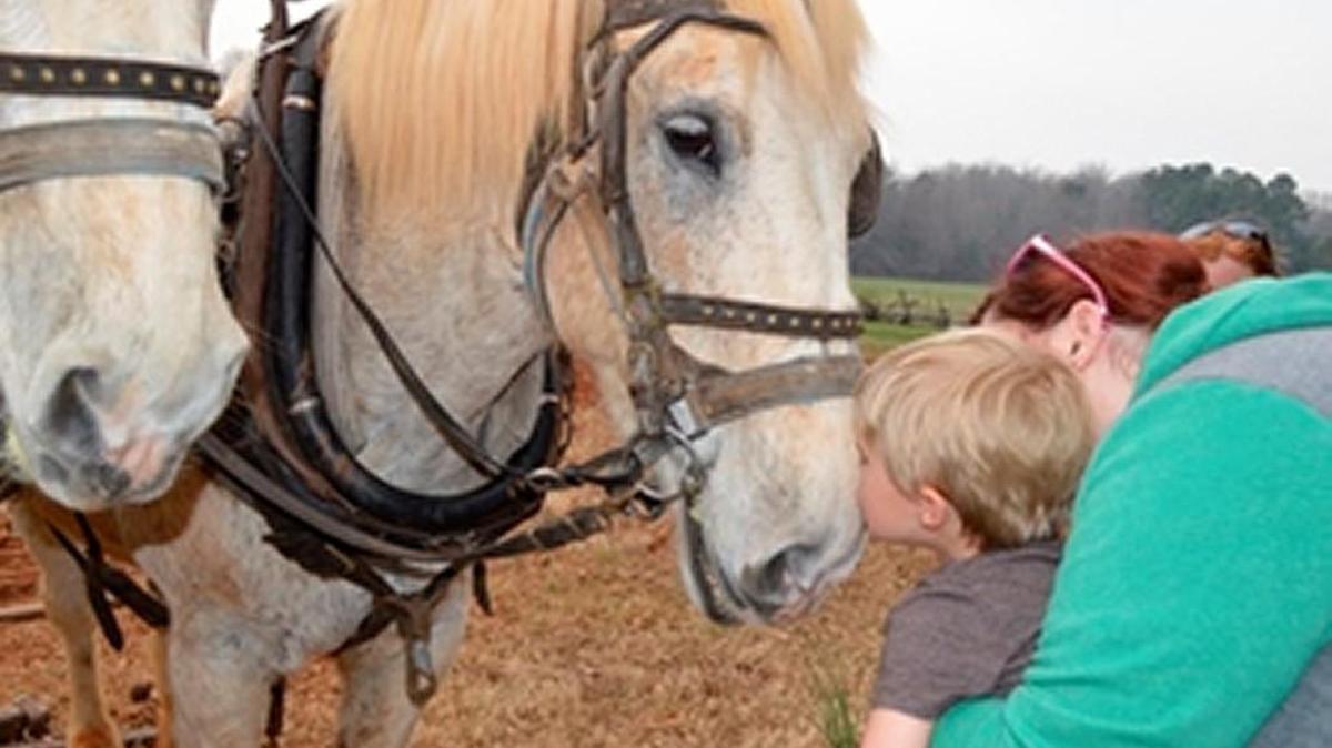 Draft horses will be out plowing in the fields at ‘Children’s Day on the Farm,’ March 26 at Historic Brattonsville.