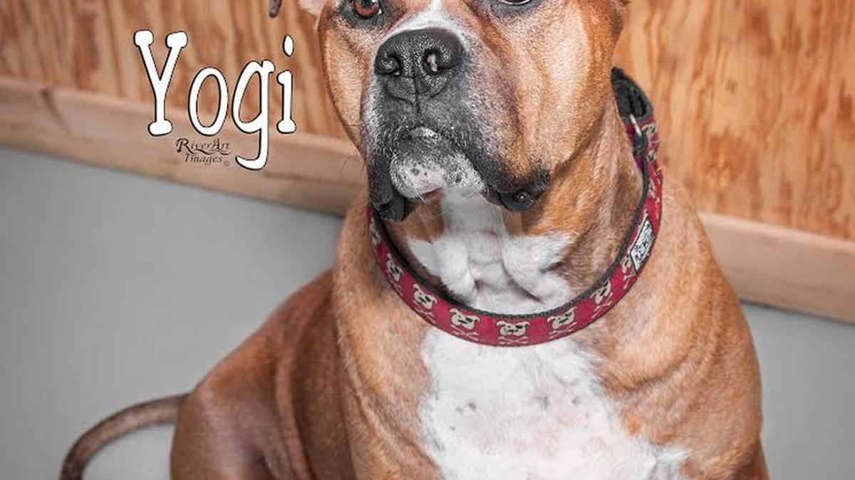 An outdoor movie will be shown in Tega Cay Saturday to benefit the Humane Society of York County in Fort Mill, which care for homeless pets like Yogi while they wait for their forever homes. There will be food trucks and vendors and attendees are encouraged to bring their dogs.