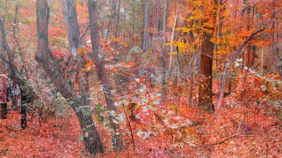 Al Beyer’s “Hitchcock Woods II,” oil on canvas is part “Carolina Landscapes” exhibit opening Oct. 31 at Museum of York County in Rock Hill.