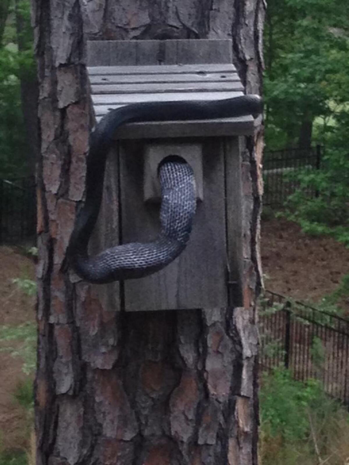 Sandy Goldsbury woke up to see this at about 8 a.m. May 10 next to their backyard patio in The Palisades in Eagles Landing. “This bluebird house has been used for the last six years with usually two batches per year. We have never had this happen before. We are now working on a snake repellant or baffle so that this does not happen again.”