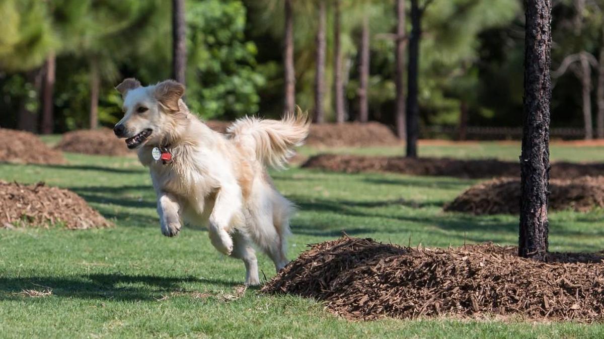 Ava takes the first run at the Mary Warner Mack Dog Park, named for her late owner. Residents are invited to an open house Jan. 16.