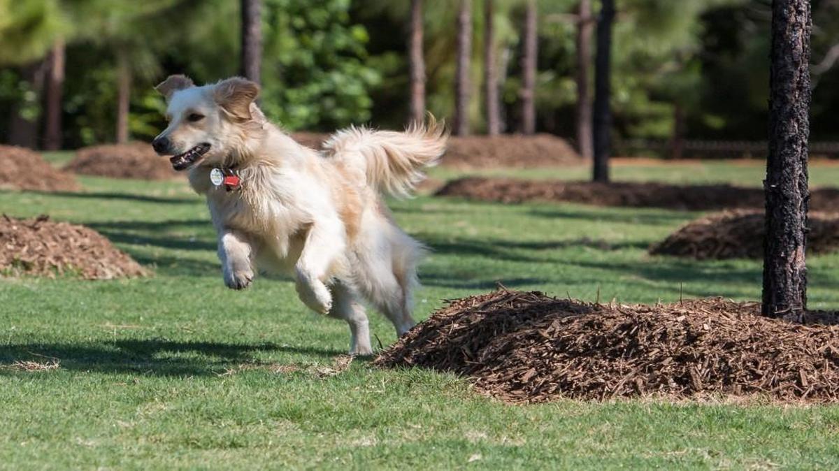 Mary Warner Mack's dog Ava takes the first run through the new Mary Warner Mack Dog Park at the Anne Springs Close Greenway in May.