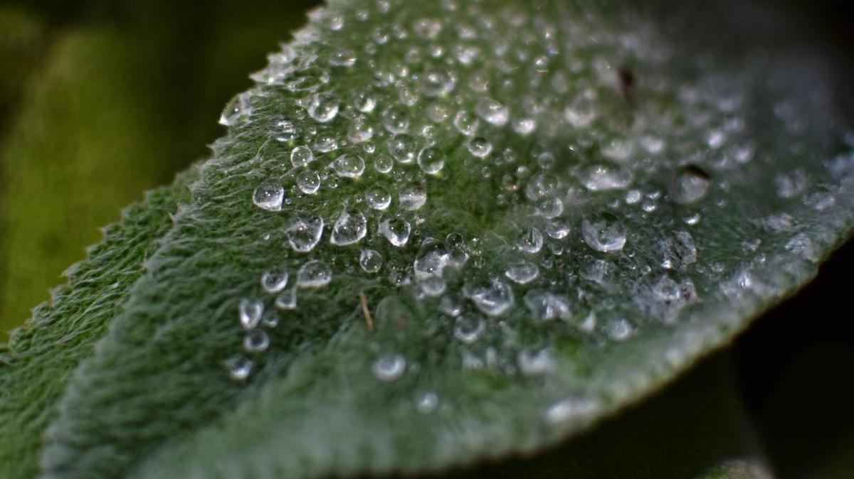 Shelley Stachler of Lake Wylie won first place in the water category of Daniel Stowe Botanical Garden’s annual Shutterbug Photography Contest.