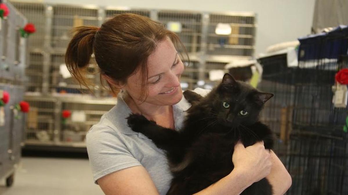 
New Humane Society Director Becca Boronat and Moon the friendly feline pose for a pictures.
