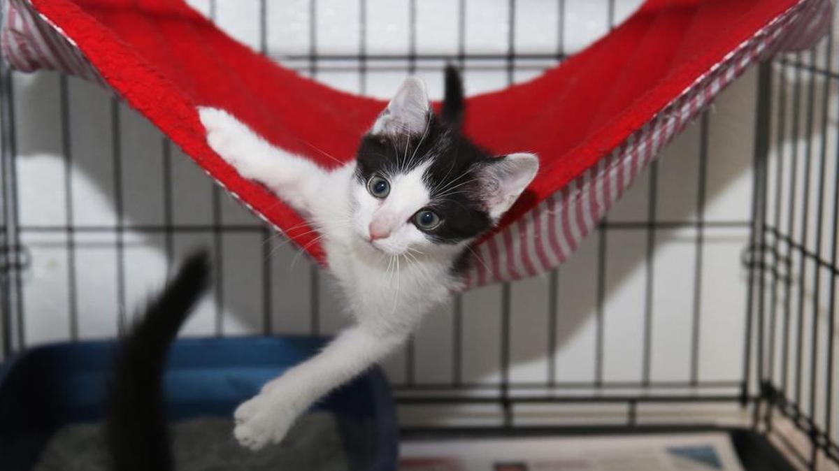
Oreo loves to hang out with people. The kitten is one of many up for adoption at the Humane Society.
